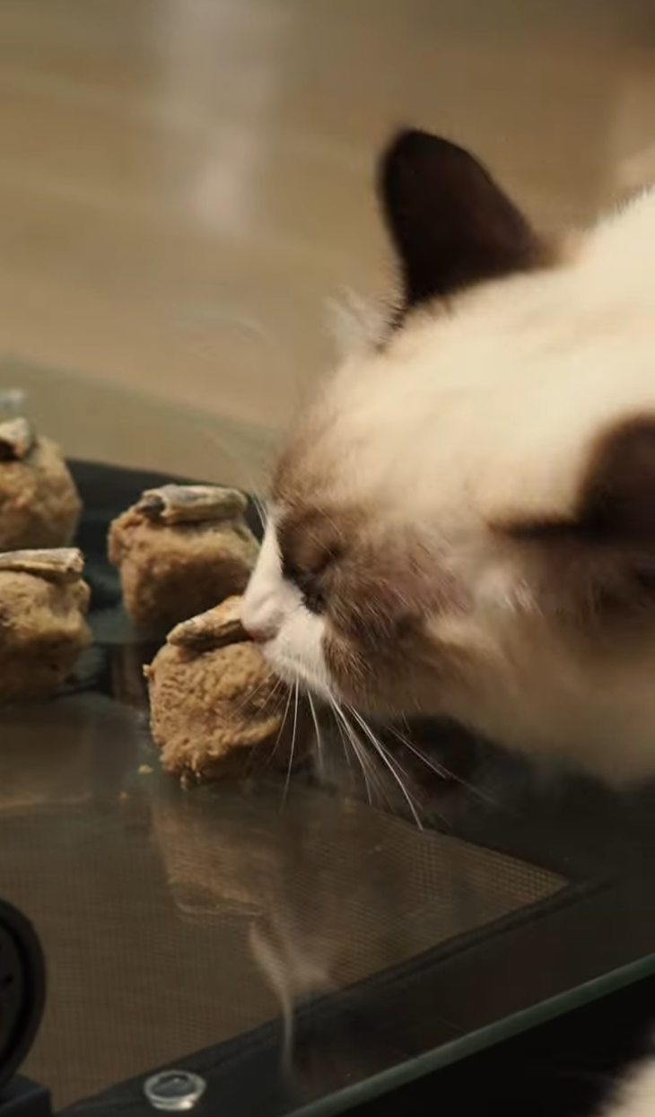 Cooking for my cats!